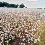 Black Oak, AR