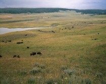 Hayden Valley, Yellowstone, MT