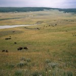 Hayden Valley, Yellowstone, MT