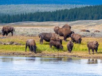Bison on the Yellowstone River
