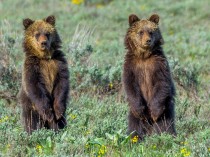 Grizzly Cub Twins