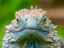 Blue Iguana
