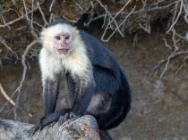 Capuchin Monkey