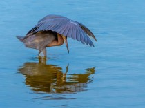 Reddish Egret