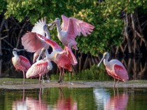 Roseate Spoonbills