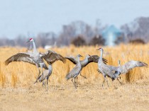 Sandhill Cranes