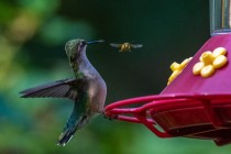 The Hummingbird and the Bee