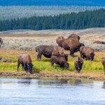 Bison on the Yellowstone River