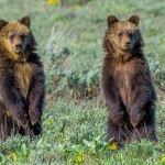 Grizzly Cub Twins