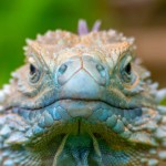 Blue Iguana