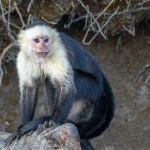 Capuchin Monkey