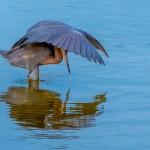 Reddish Egret