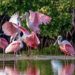 Roseate Spoonbills