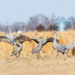 Sandhill Cranes 