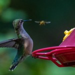 The Hummingbird and the Bee