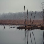 Princeton Marsh - 3/23/22 9:17 AM