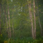 Ringneck Marsh - 9/21/25 7:58 AM