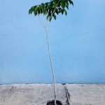 young pink trumpet tree