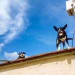 Perros guardianes arriba